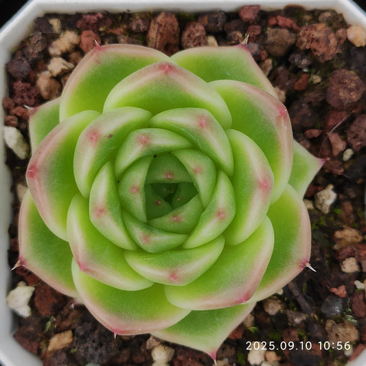 HG057 アメイジング　グレース x ブルー　ドラゴン（7cm pot）