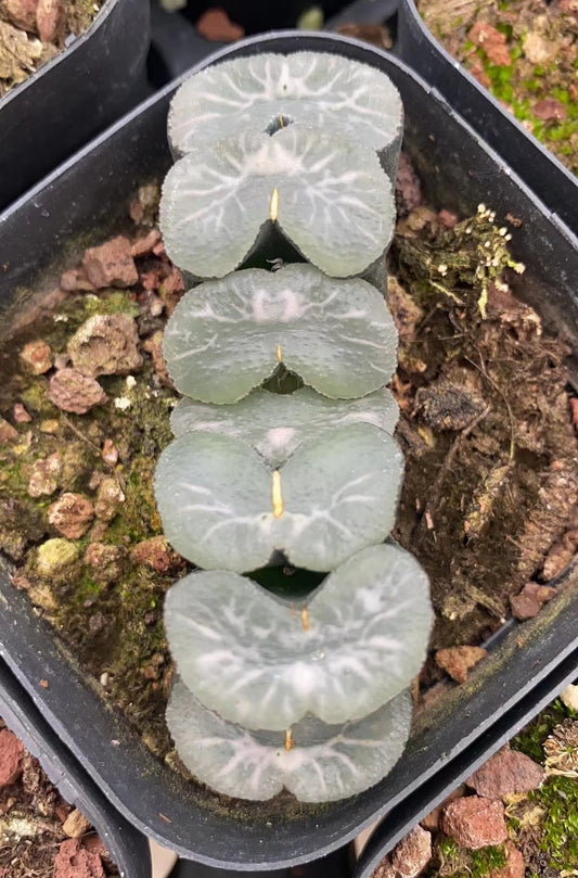 CS098-POT シ-スル一(7cm pot）