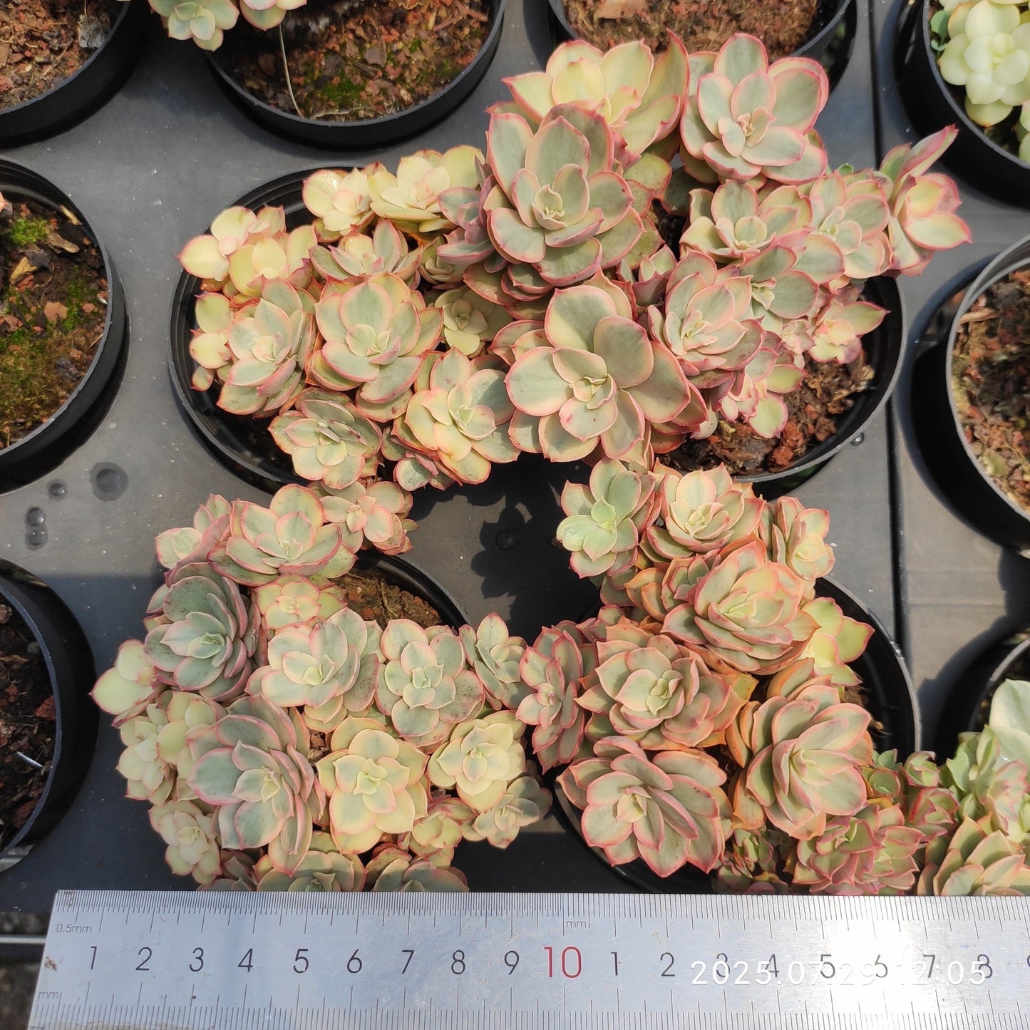 ZZA314-POT スヨン　錦（9 cm pot）