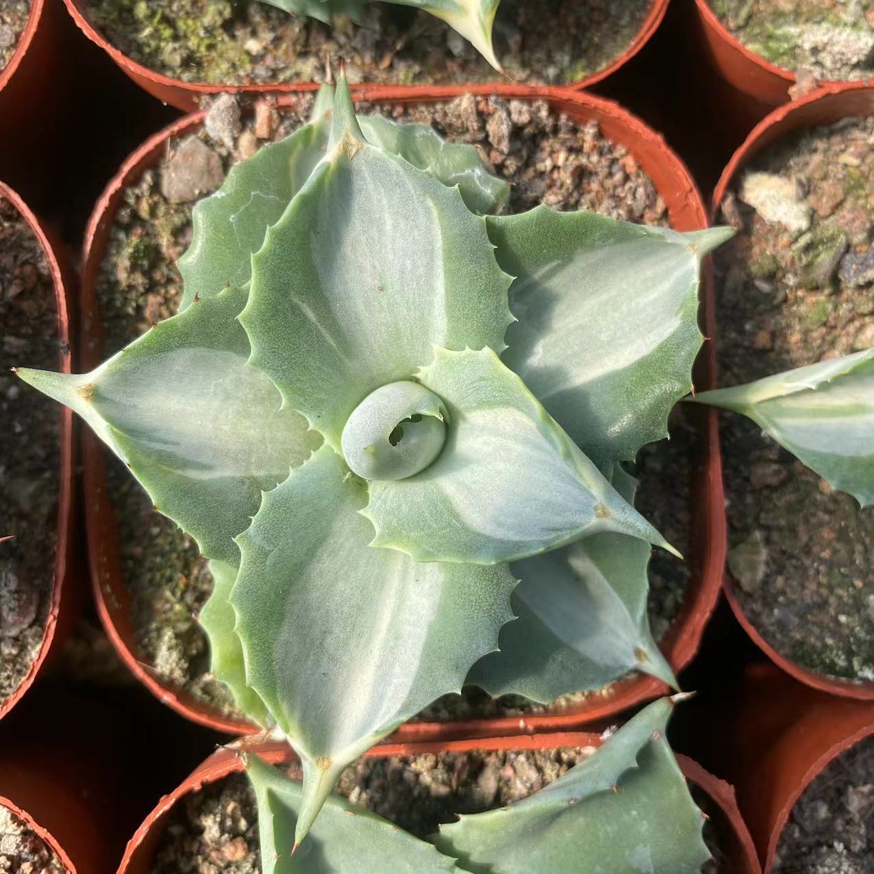 アガベ（抜き苗）（現品） – Hananogen