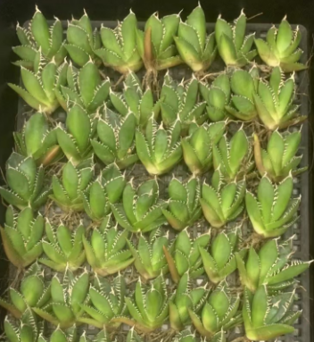 MH631 アガベ チタノタ 南アフリカダイヤモンド（5cm pot)