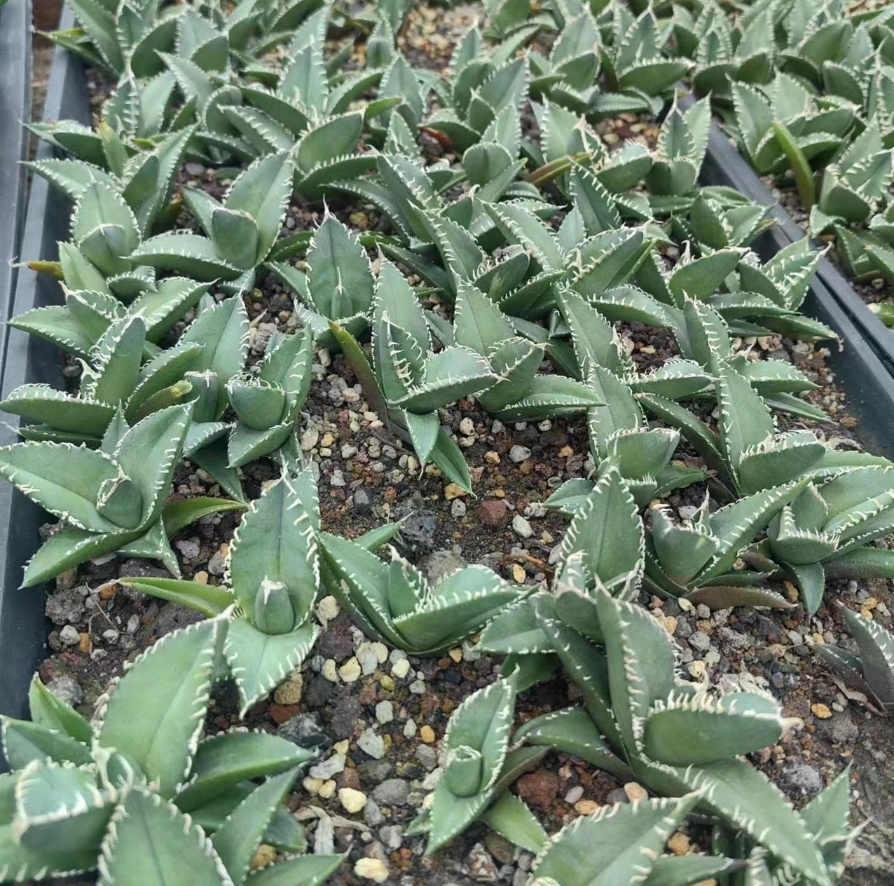 アガベ（抜き苗）（現品） – Hananogen