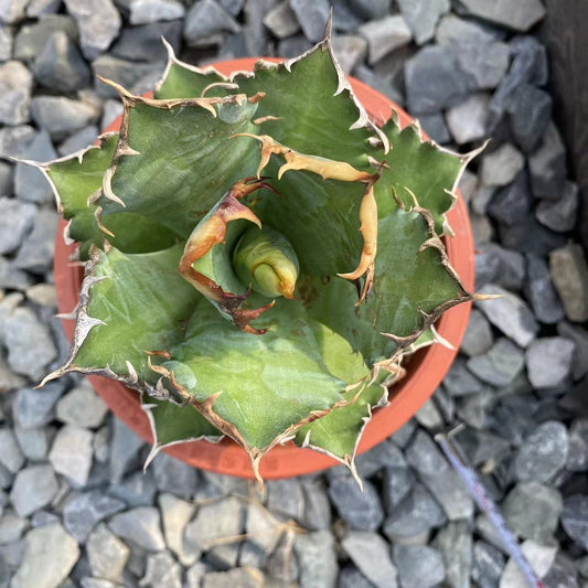 LJHH026 アガベ チタノタ レッドキャットウィーゼル(赤猫)（12cm pot）