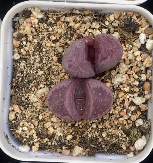 SS004-POT 紅大内玉（7cm pot）