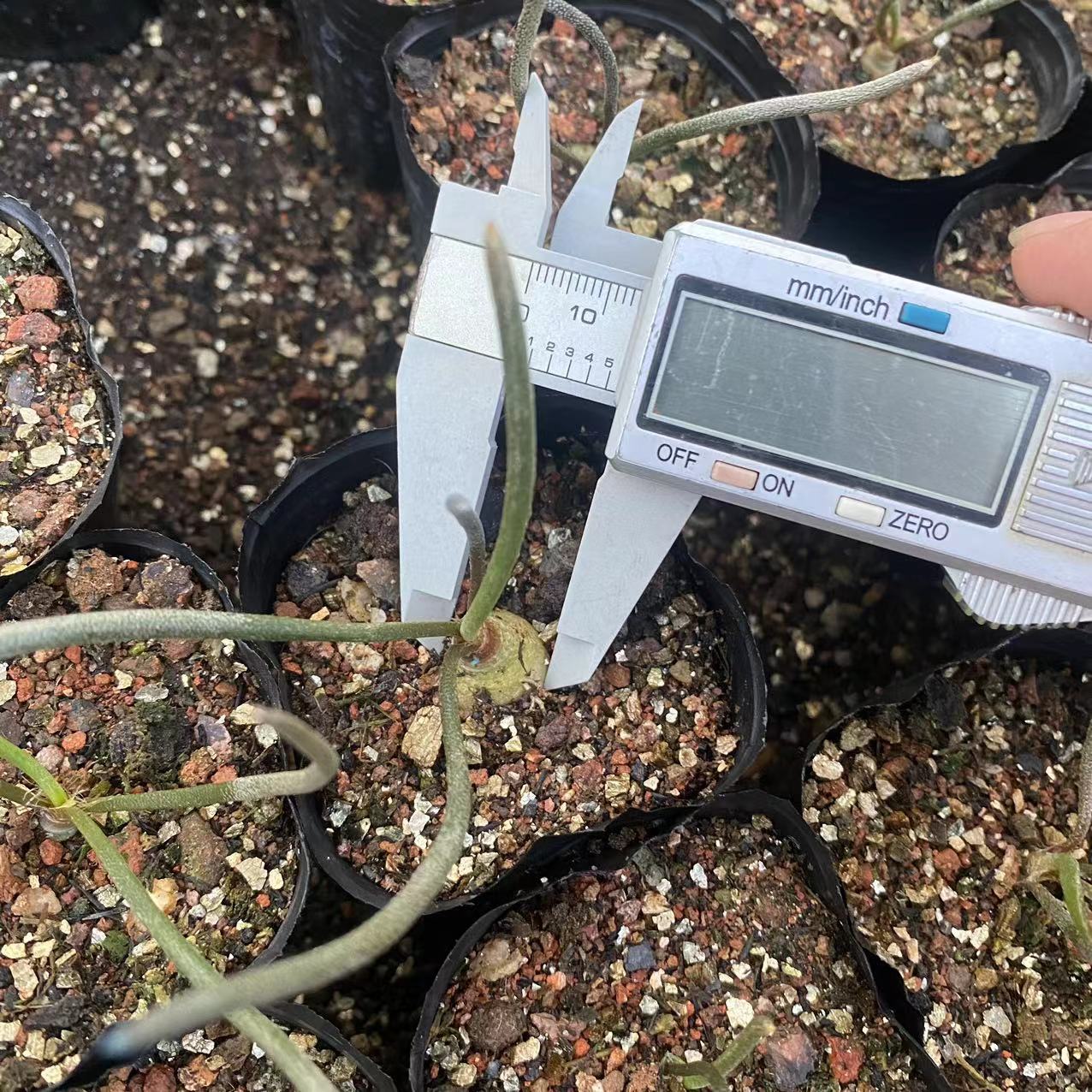 ZL601 アストロフィツム　カプトメデューサ（7cm pot）