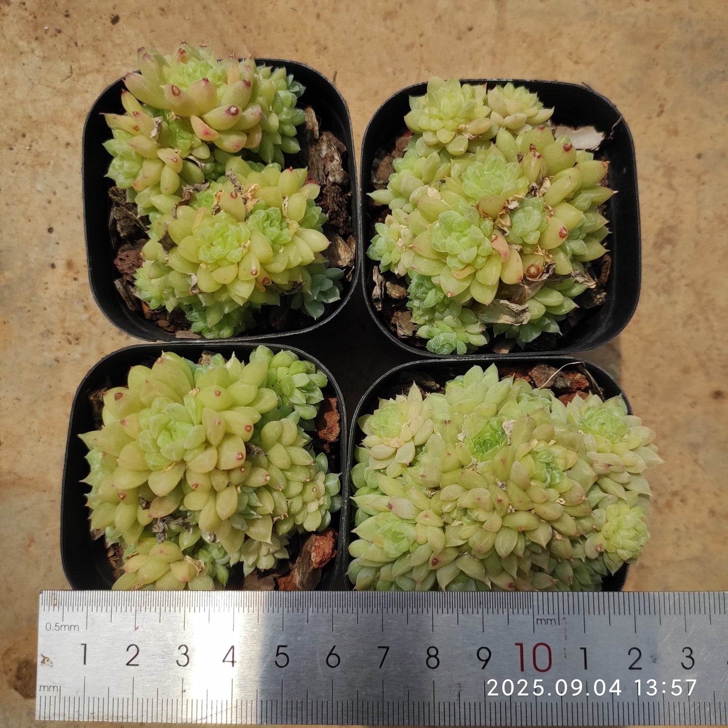 MMY631-POT グリーンジュエルHyb（6.3cm pot）