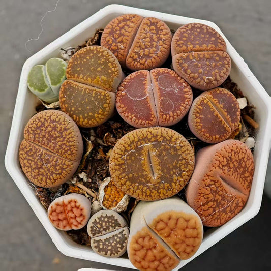 XQ1153-POT リトープス　ミックス（8cm pot）