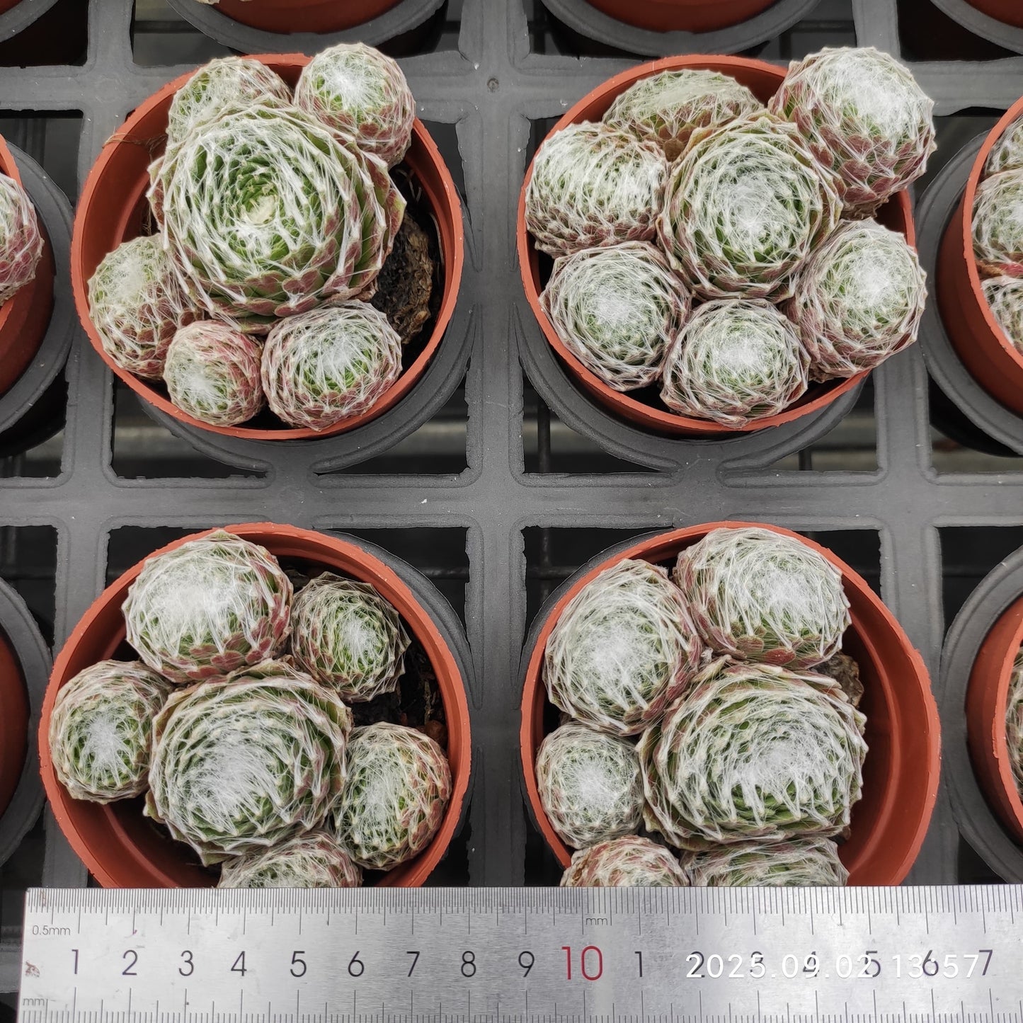 ZXX326-POT 蜘蛛巣巻絹（9cm pot）