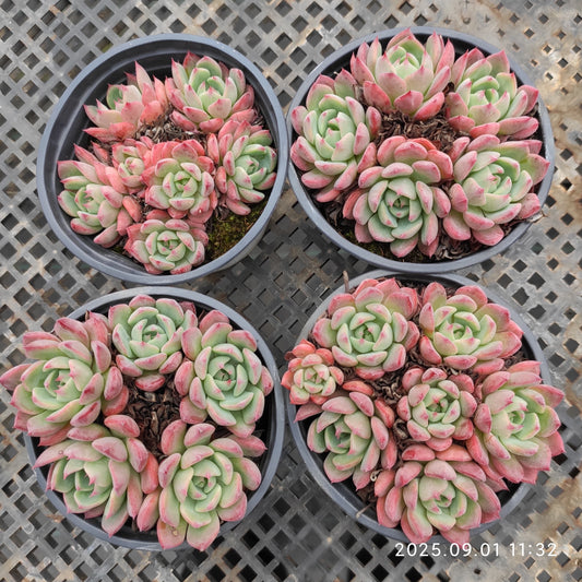 QN781-POT ナナウクミニ（9cm pot）