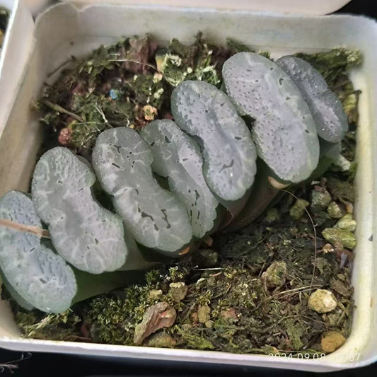 SJC365-POT 電影デンエイ(6.5cm pot）