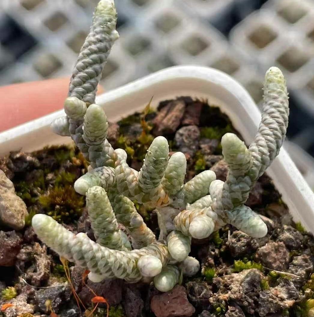 BL1360-POT アボニア・パピラケア （5.5cm pot）