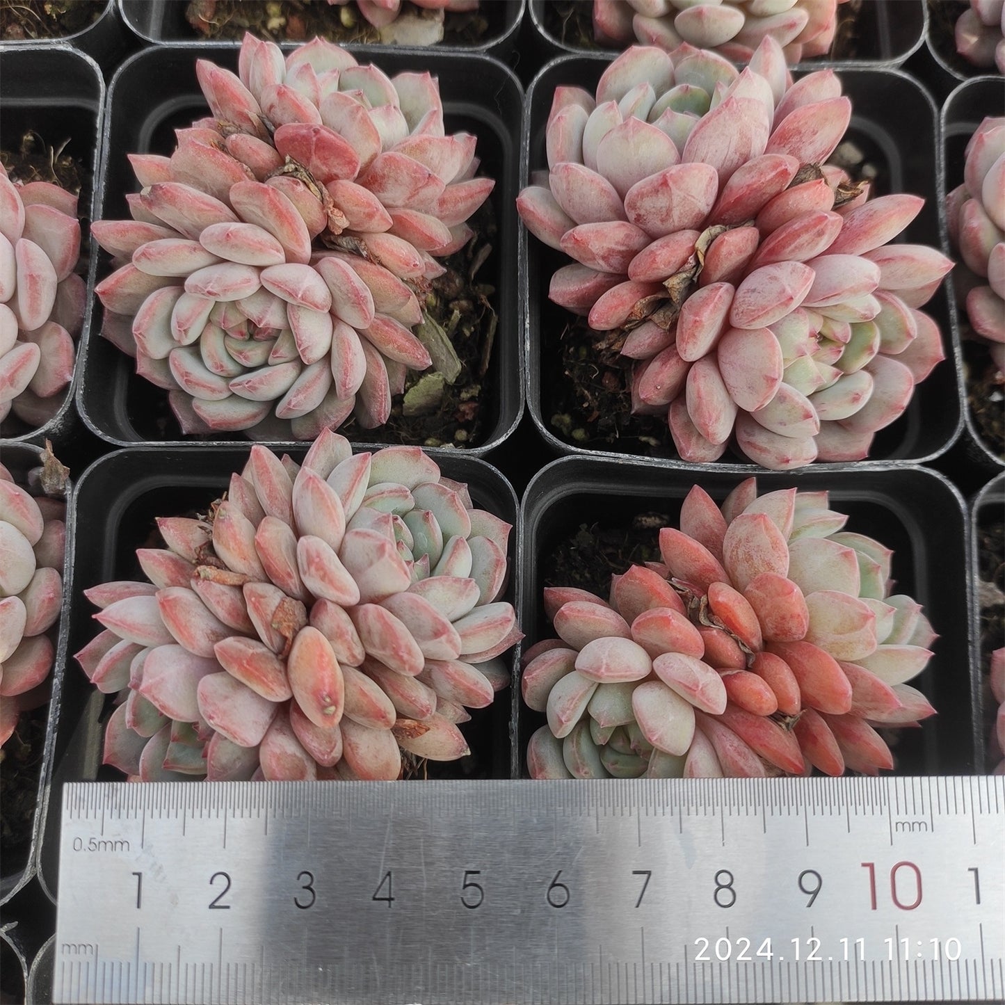 MMT618-POT マグパイ ブリッジ(7cm pot）