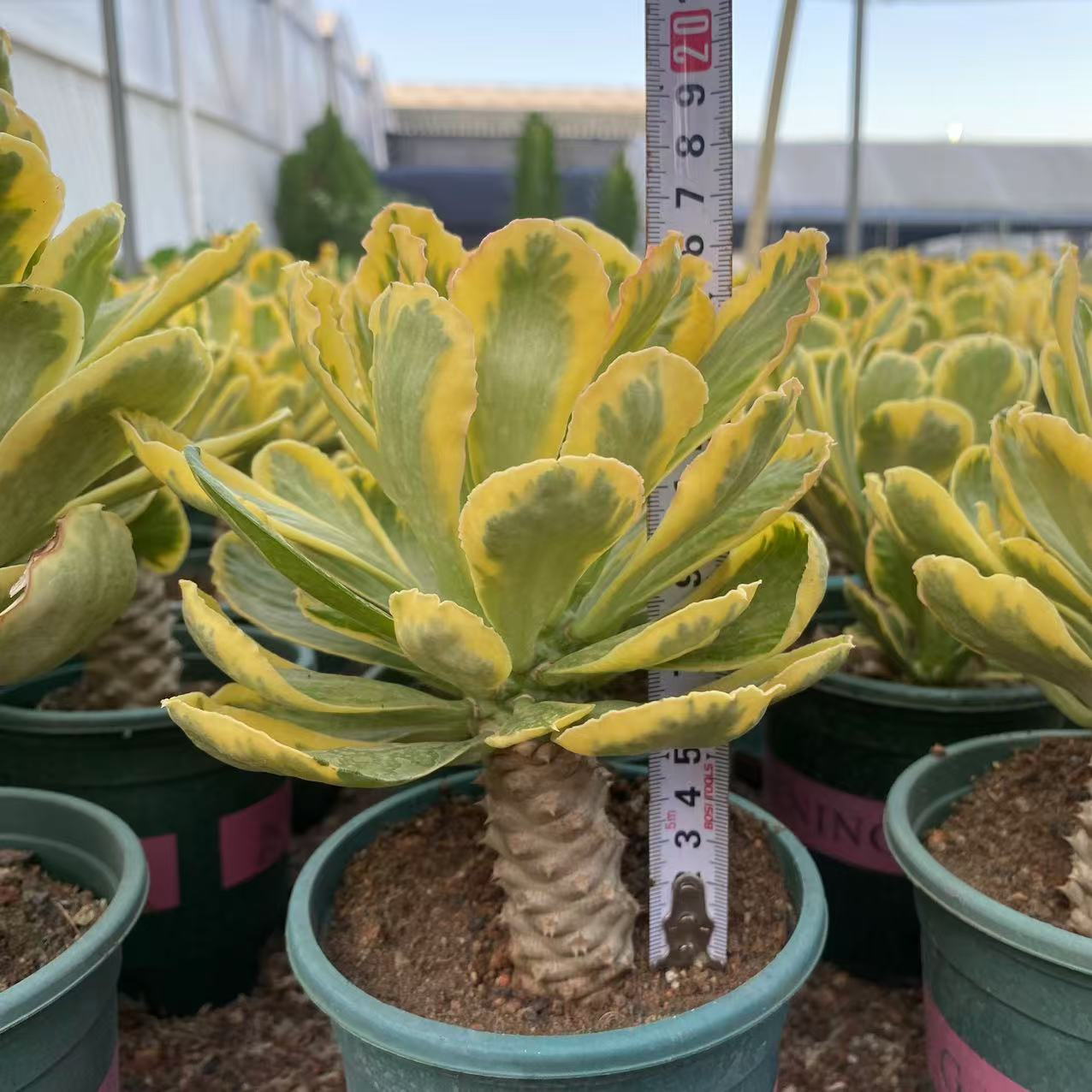 ZL551 ポイソニー錦（10cm pot）