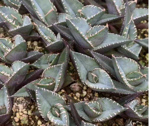 MH205 アガベ　チタノタ　虎鯊(5cm pot)