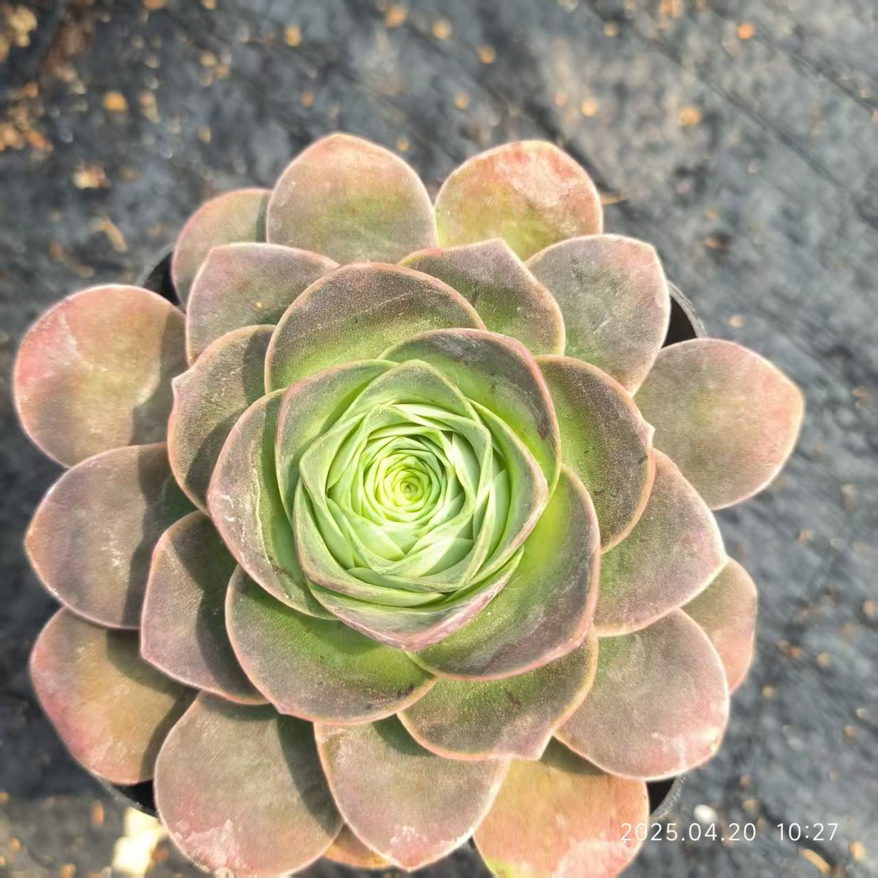 XS254-POT アエオニウム イエロ（6.5cm pot）