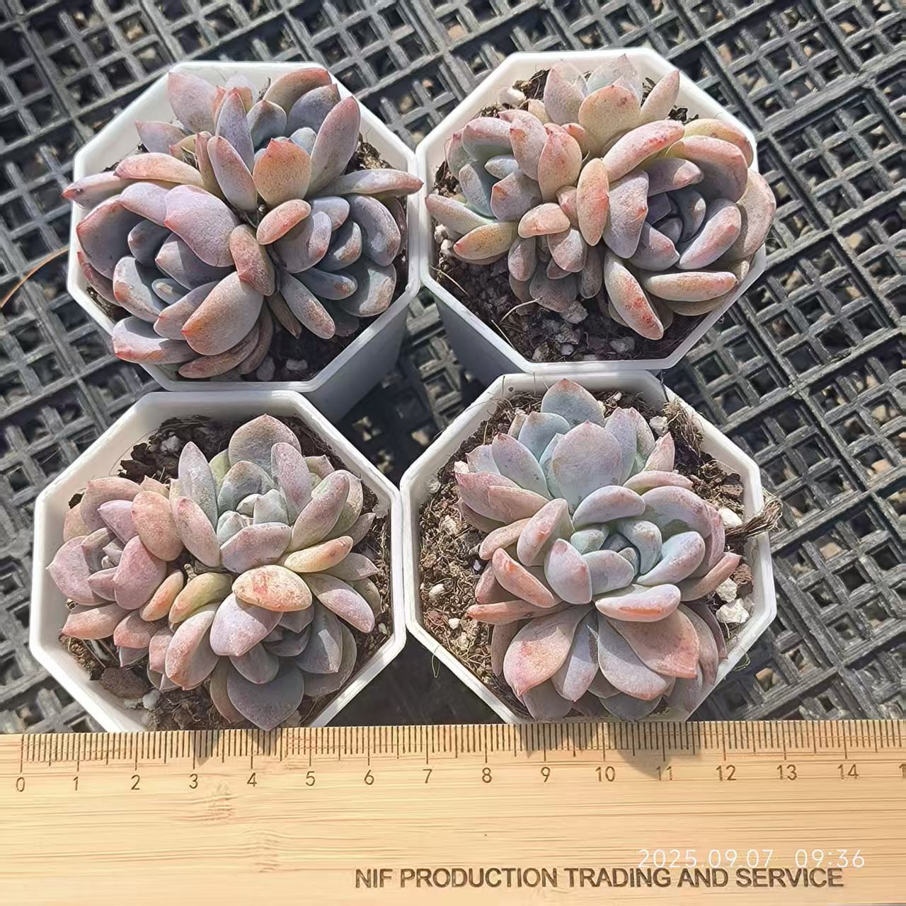 FFH083-POT オレンジモンロー（6.5cm pot）