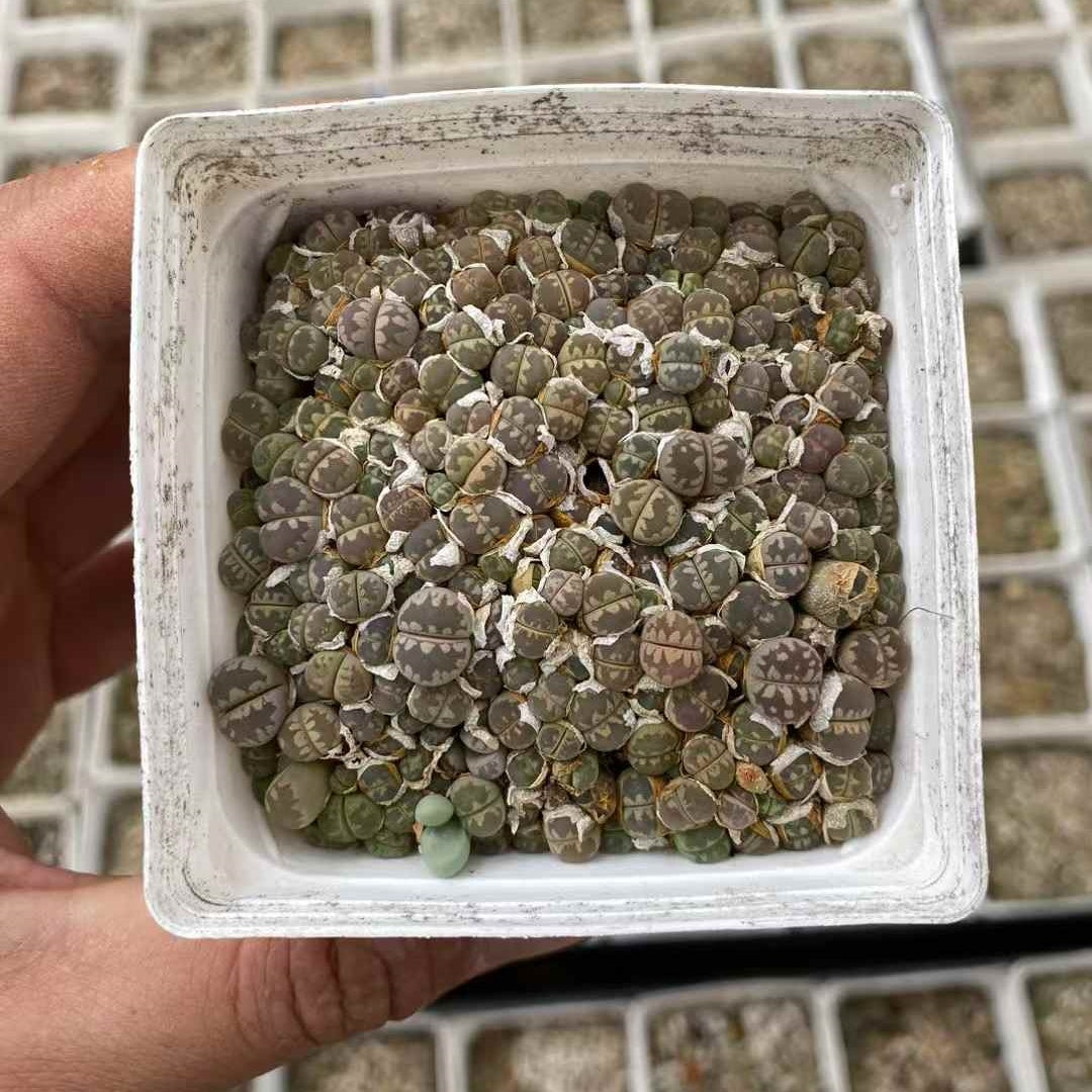 YNLH028-POT ジャリー　ファラーリー(7cm pot)