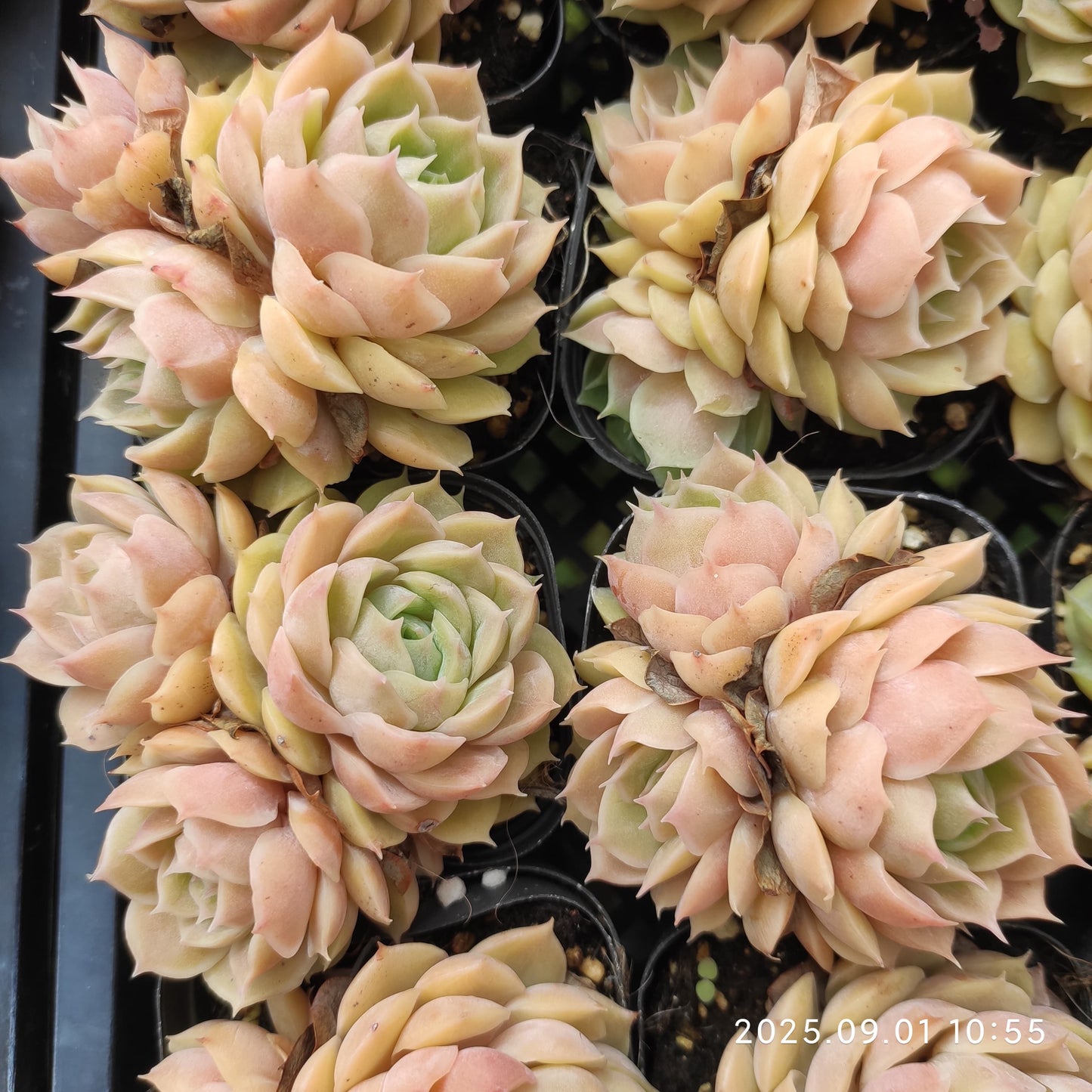 QN765-POT オウンスロー（6.5cm pot）