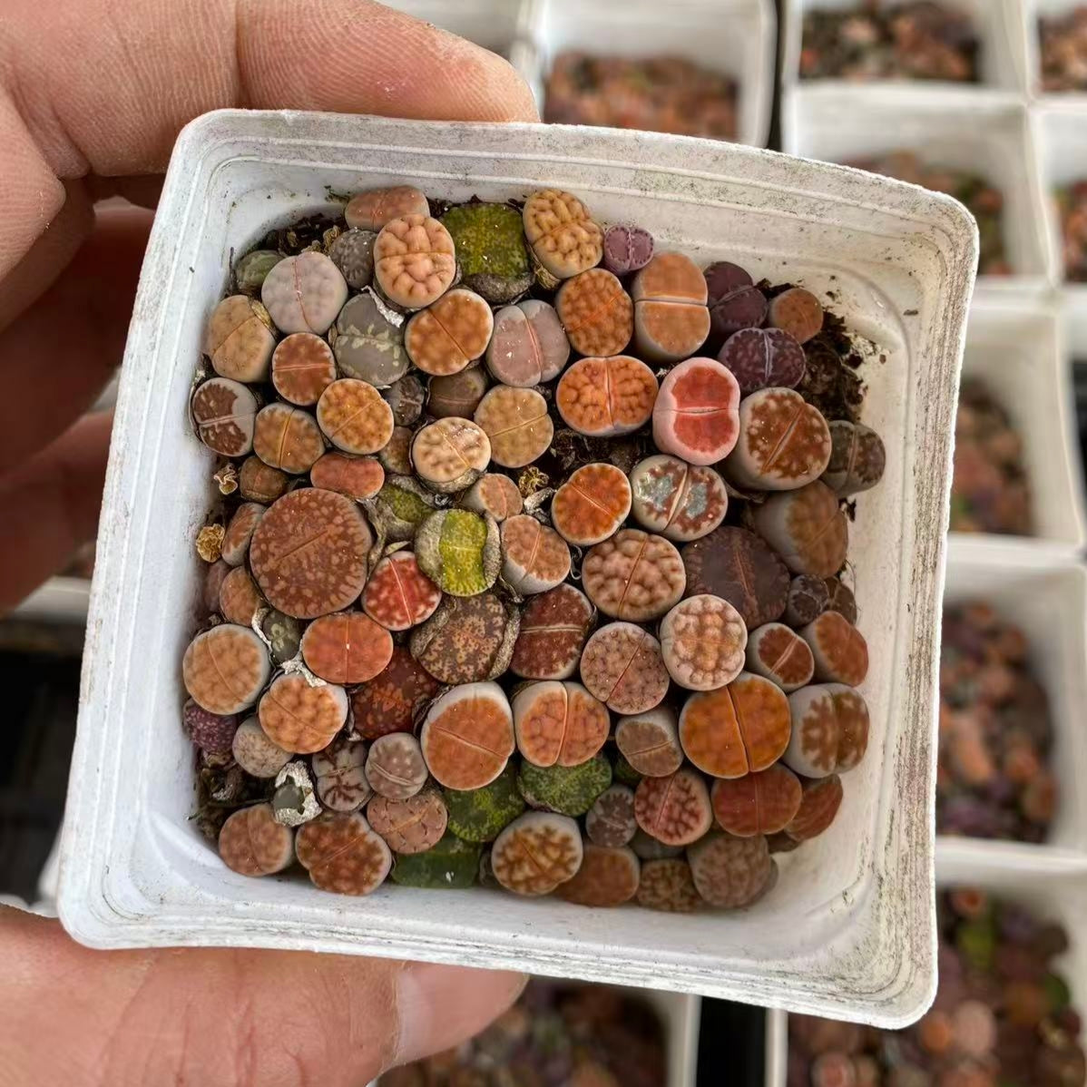 YNLH003-POT リトープス ミックス （7cm pot）