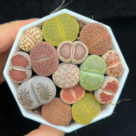 BL1834-POT ディンターランサスバンジリー Hyb（6cm pot）