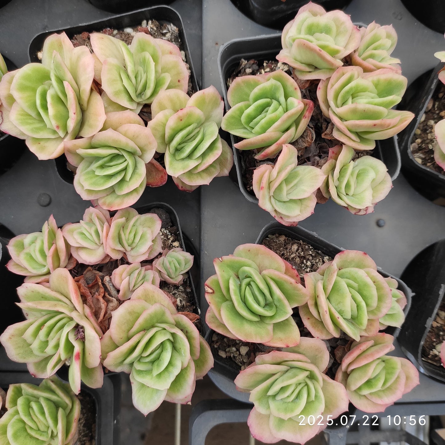 RC009-POT アイスローズ（7cm pot）