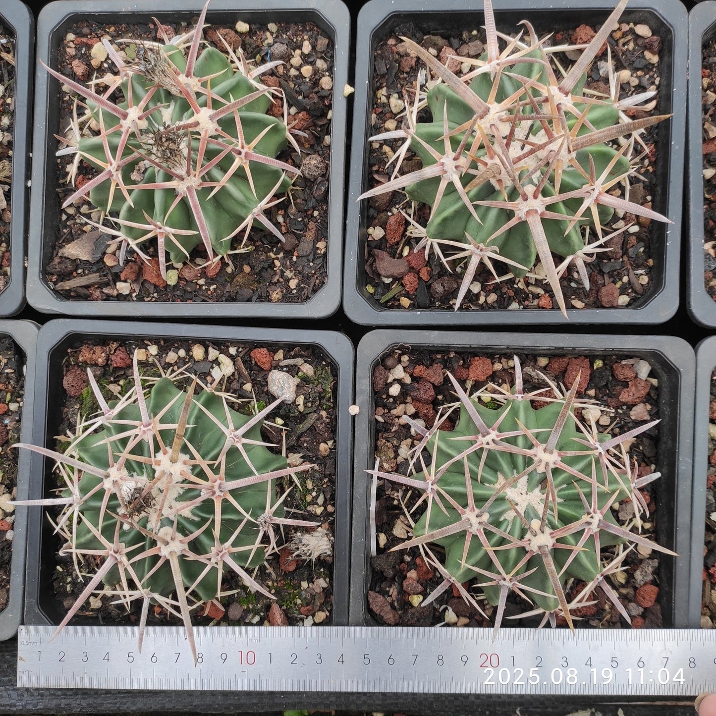 DMC049 綾波(12cm pot）