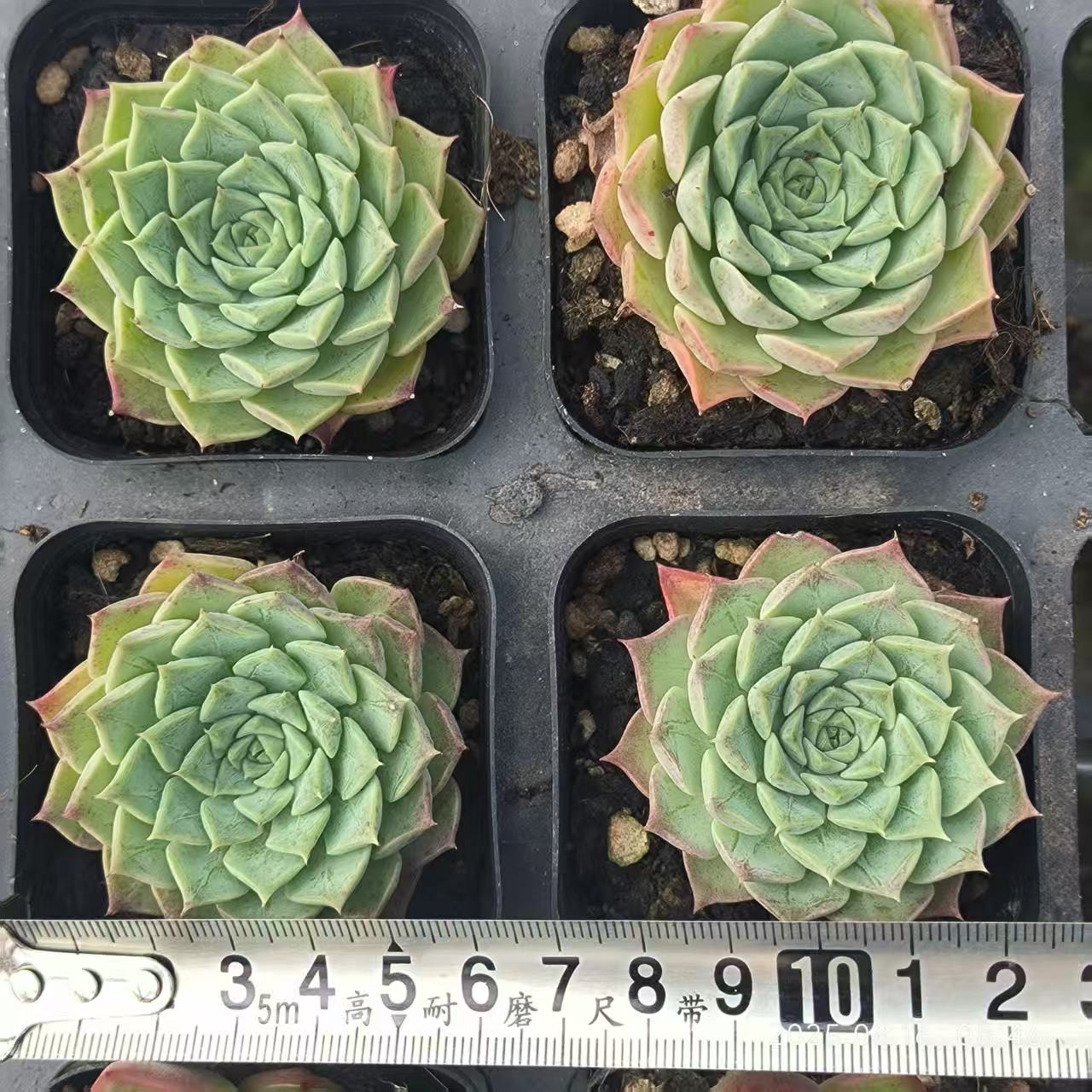 LG781-POT ラウンジHyb（6.5cm pot）