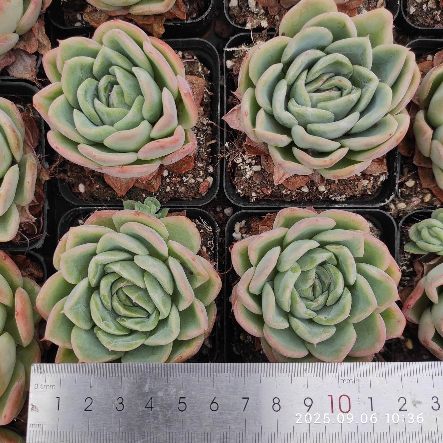 RC144 フォーリング　チェリー（7cm pot）