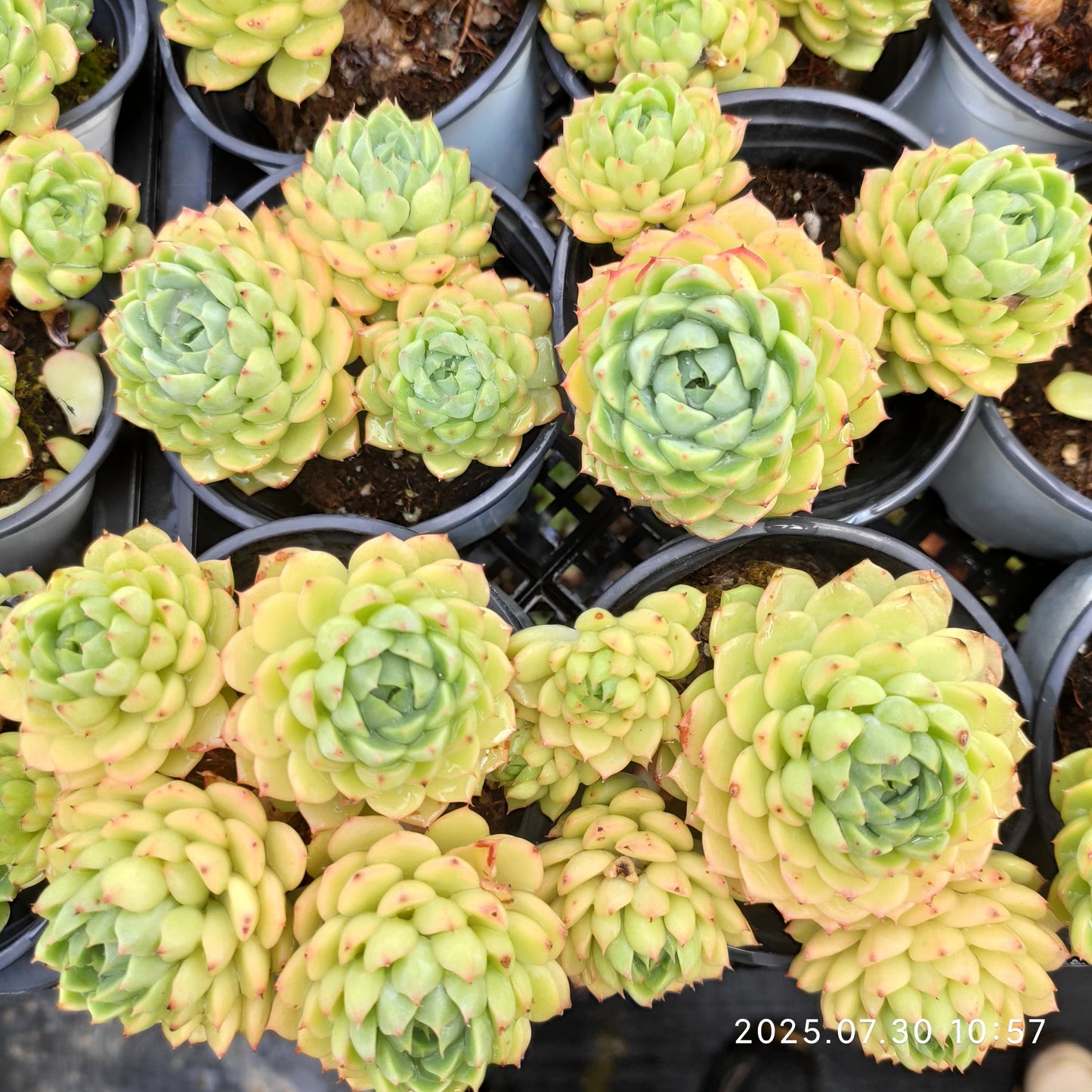 QN281-POT マカダミア (9cm pot)