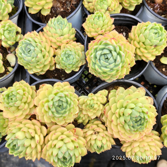 QN281-POT マカダミア (9cm pot)