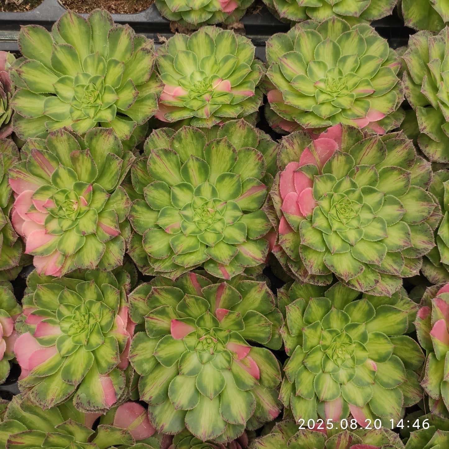 ON635-POT ノー（7cm pot）