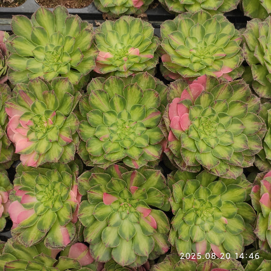 ON635-POT ノー（7cm pot）