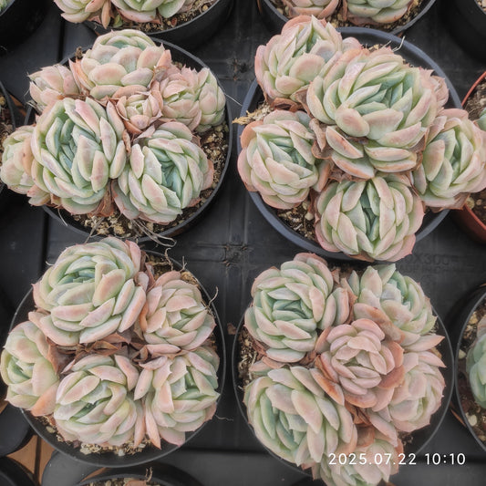 RC001-POT ポトシナ（9cm pot）