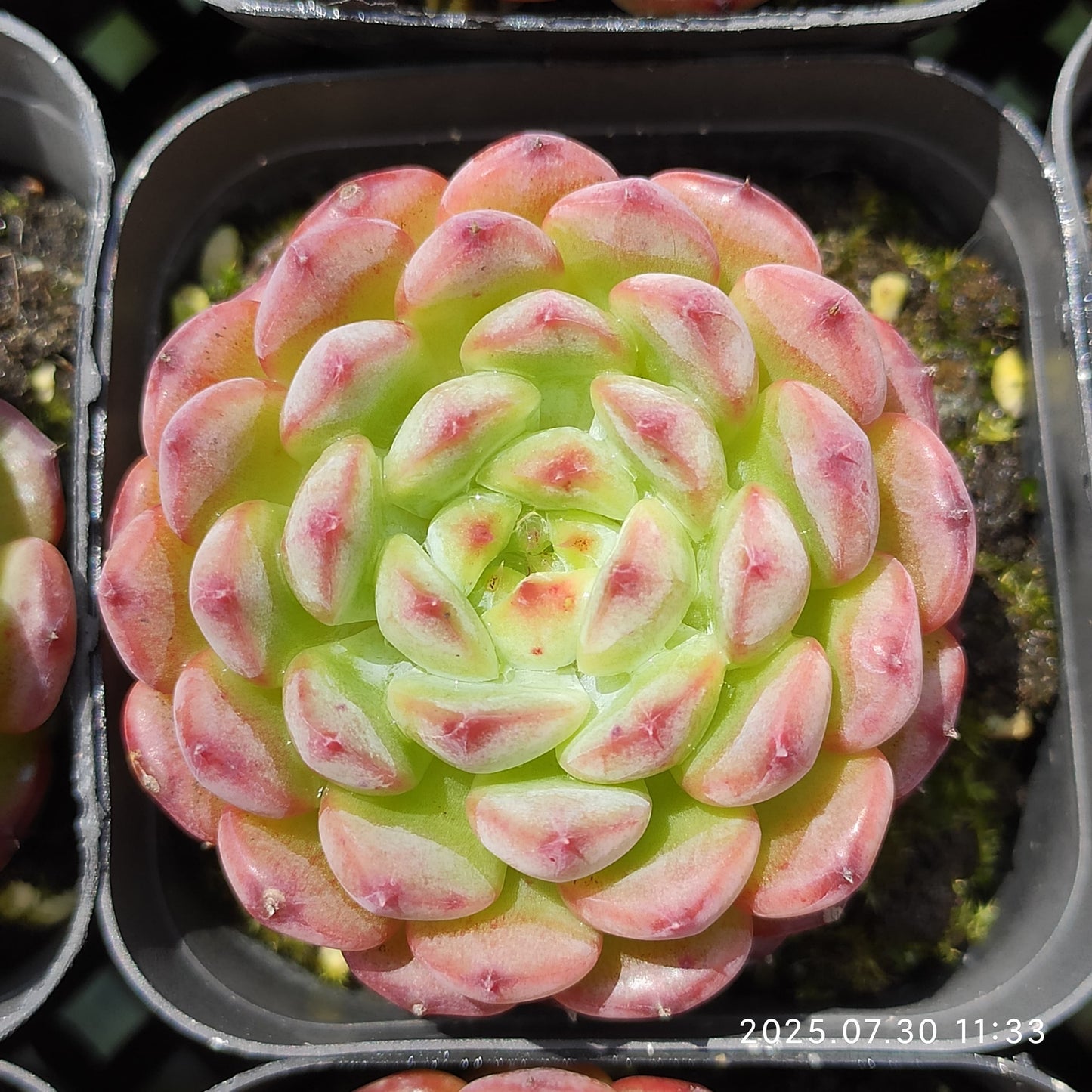 QN721-POT ホワイトファット（6.5cm pot）