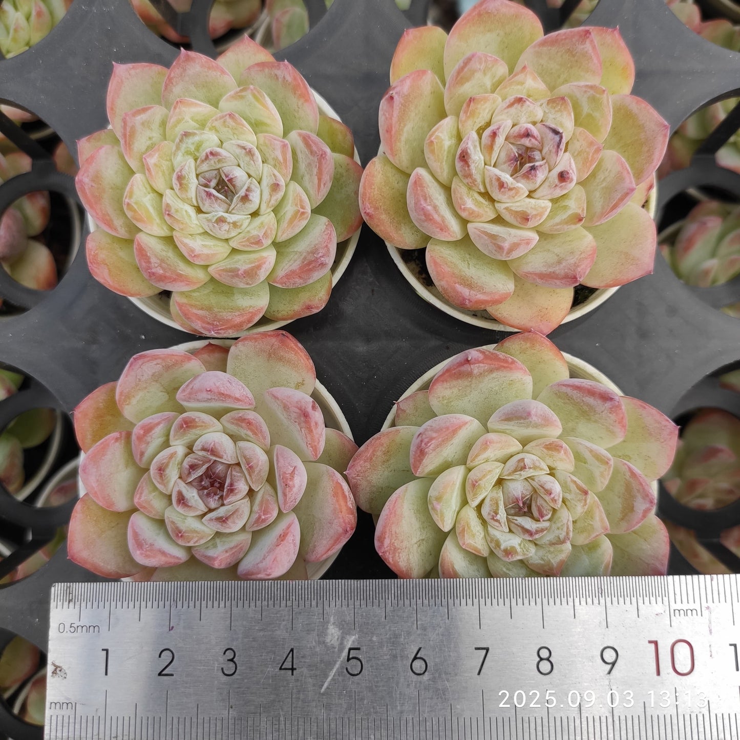 ZZA369 アイススピリット（5.5cm pot）