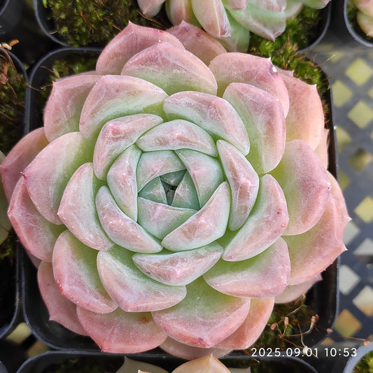 QN394 アメイジンググレイス（7cm pot）