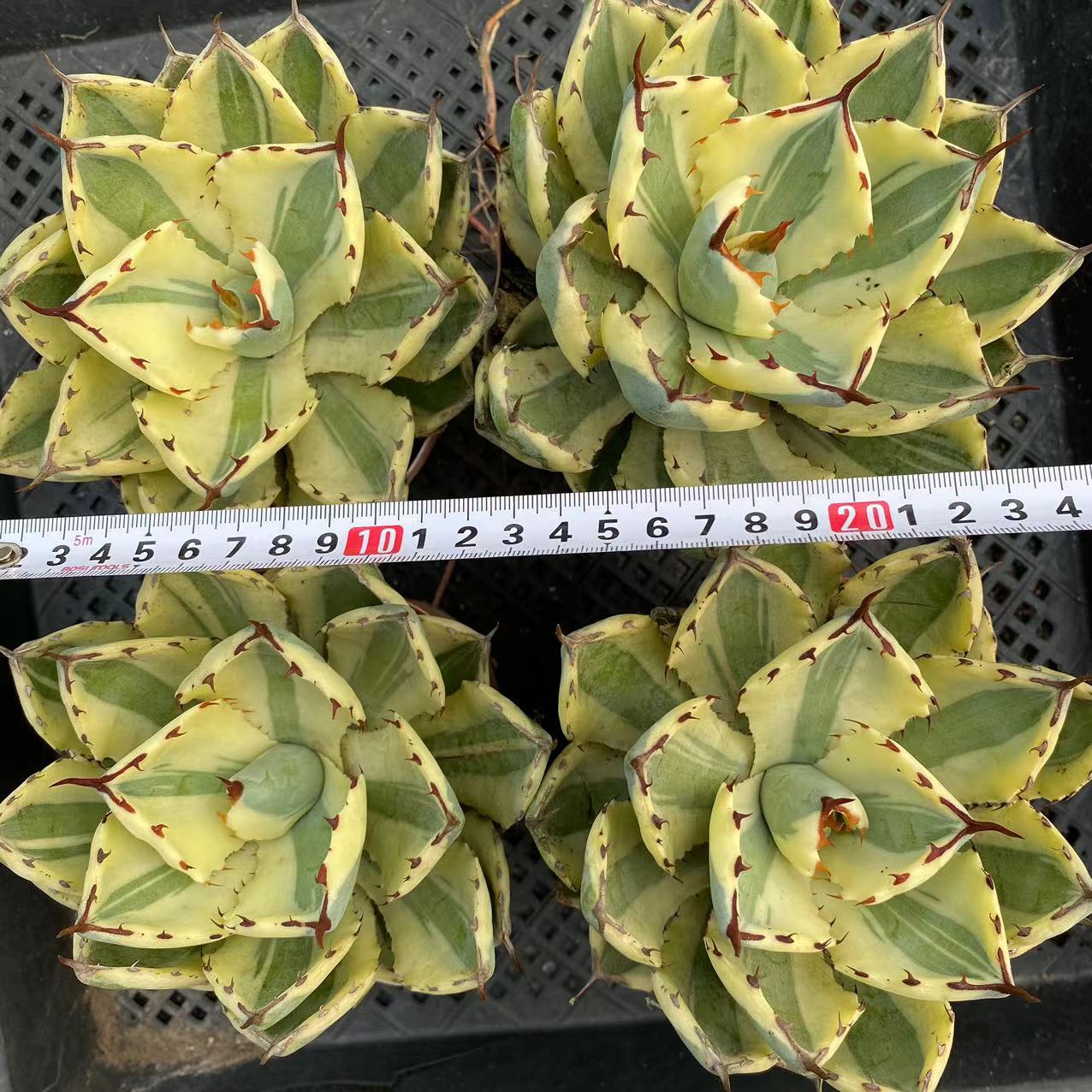 LJHH007 スーパー クラウン（13cm pot）