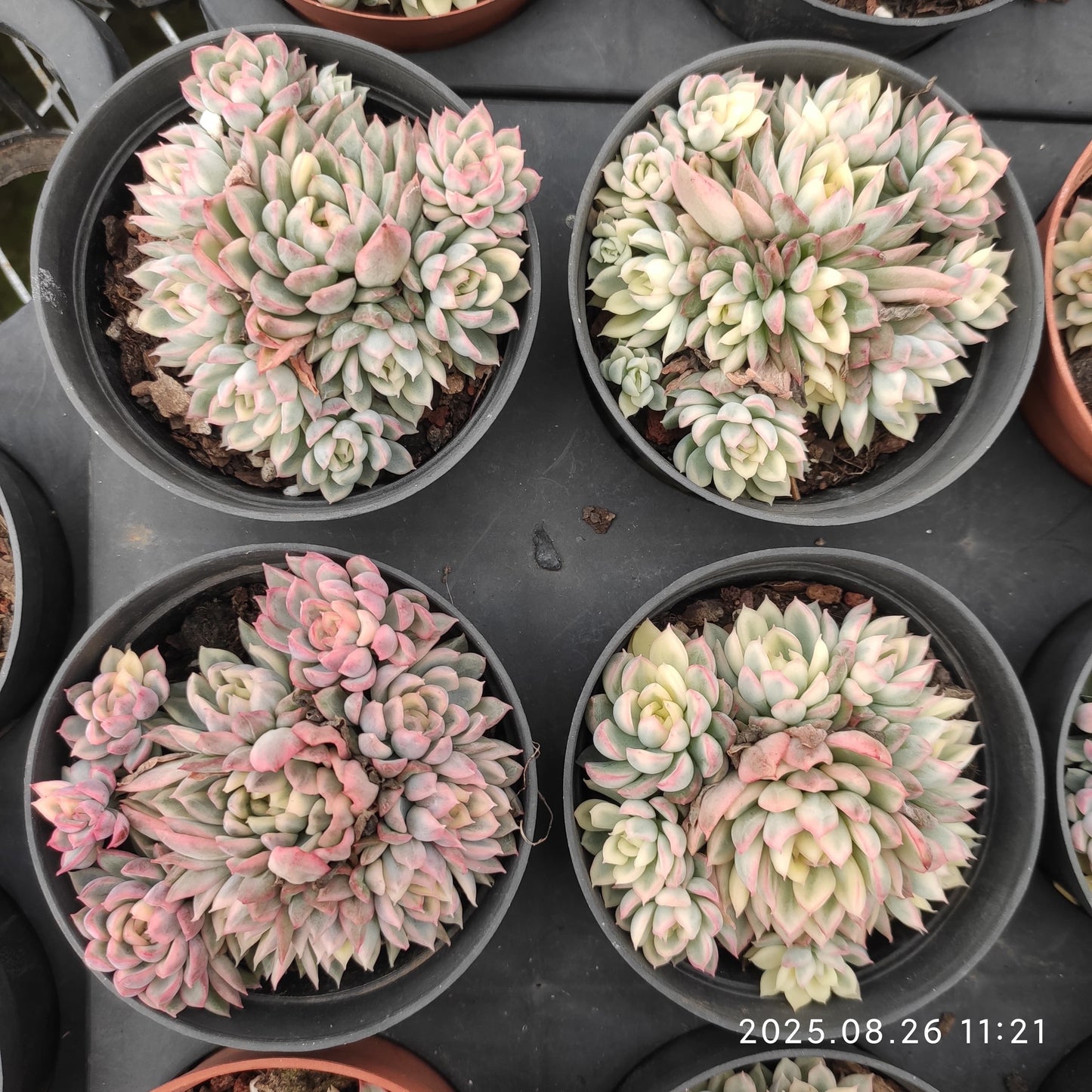 XY115-POT 女雛錦（9cm pot）