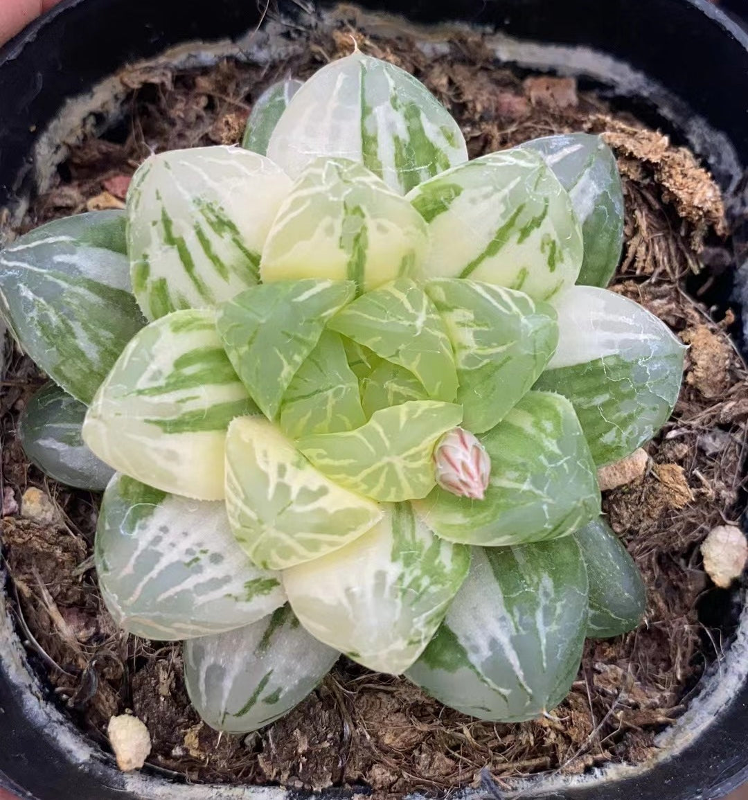 10/13まで限定出品‼️ハオルチア　闇の森　おチビ抜き苗 Yahoo!オークション -「ハオルチア 闇の森」(花、園芸) の落札