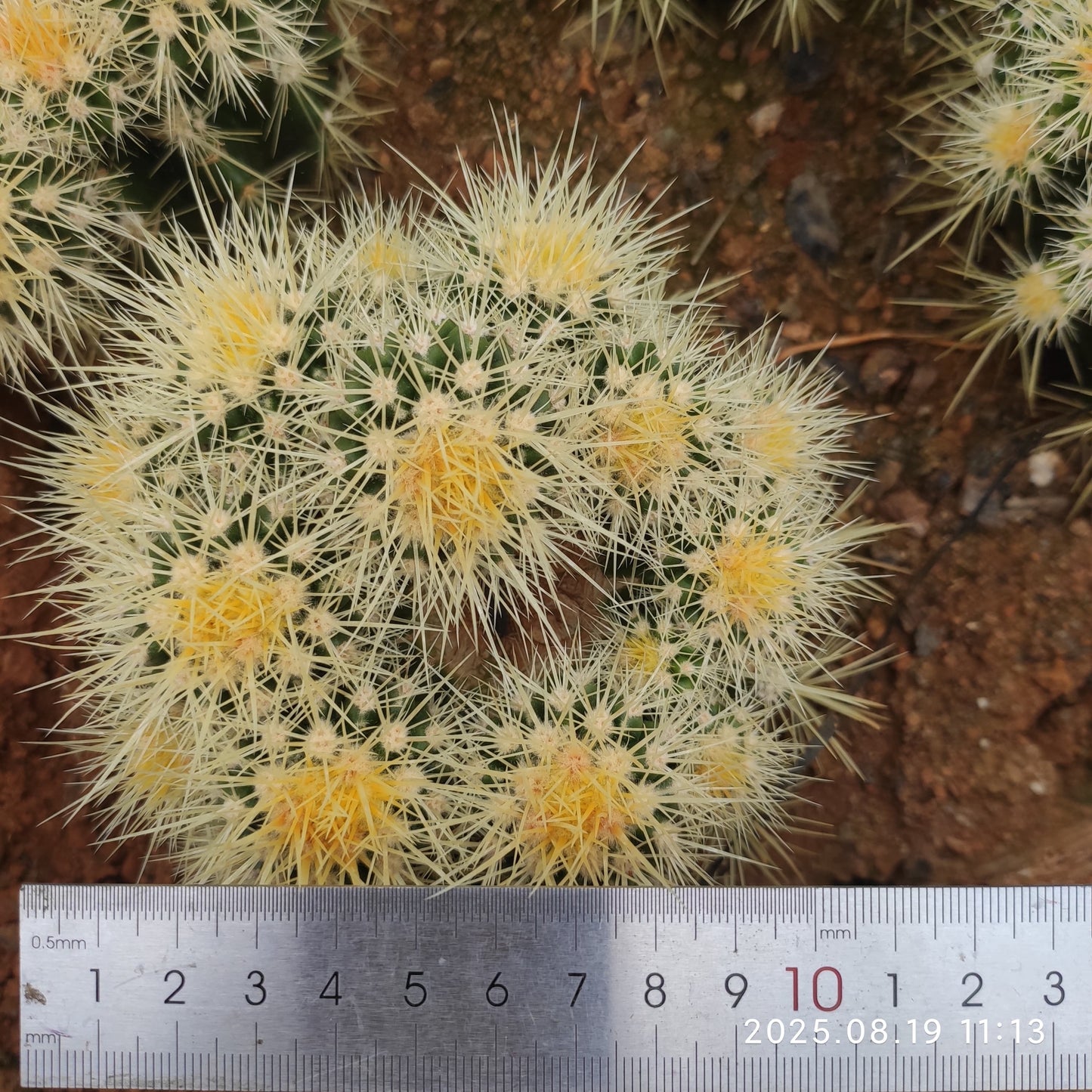 DMC053 金鯱（10cm pot）