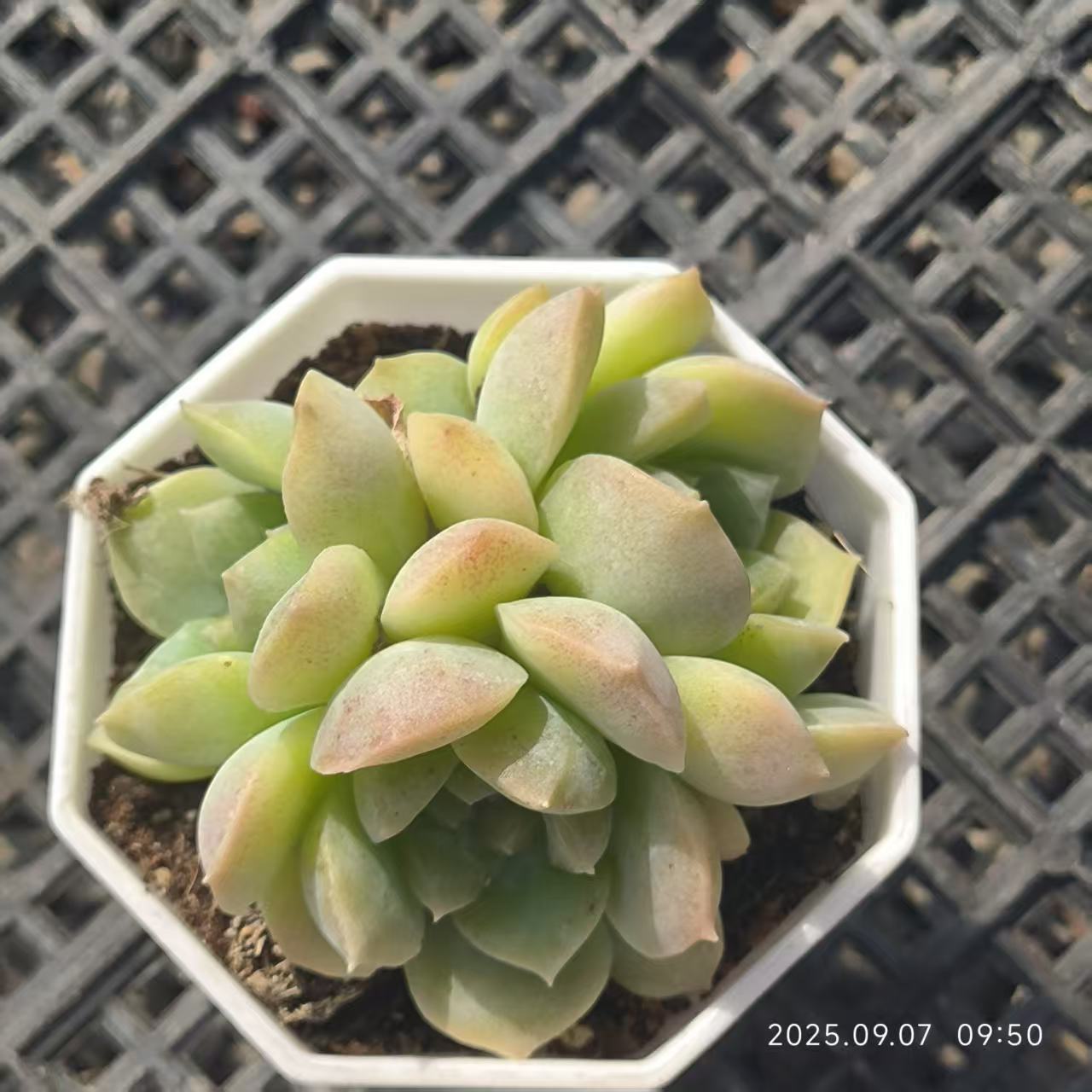 FFH084-POT ドリームスバブルズ（6.5cm pot）