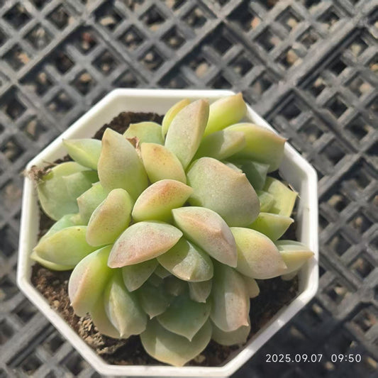 FFH084-POT ドリームスバブルズ（6.5cm pot）