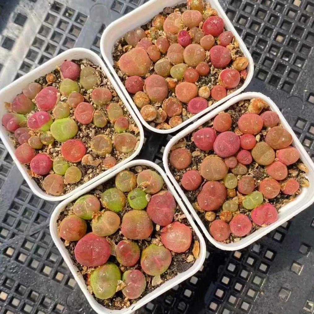 BL1656-POT コノフィツム　マウガニー(5cm pot)