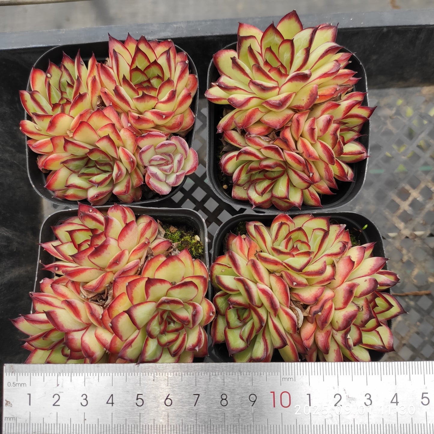 QN729-POT メキシコプリドニス（6.5 cm pot）