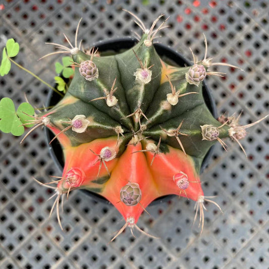 ZL019 ミハノビッチ錦(9cm pot)