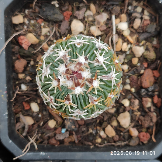 DMC040 エキノフォスロカクタス　白玉(7cm pot）