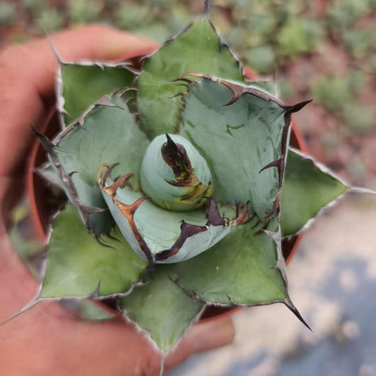 ZL656 アガベ　チタノタ　ブラックアンドブルー(10cm pot）