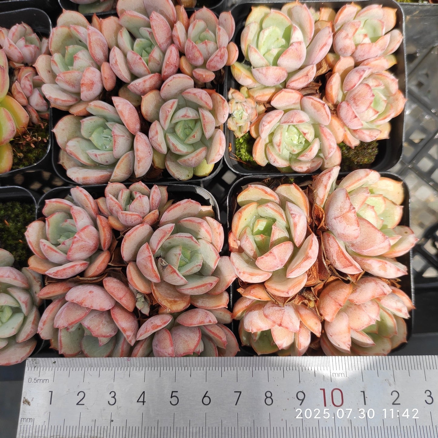 QN499-POT サブコリンボサ ラウ