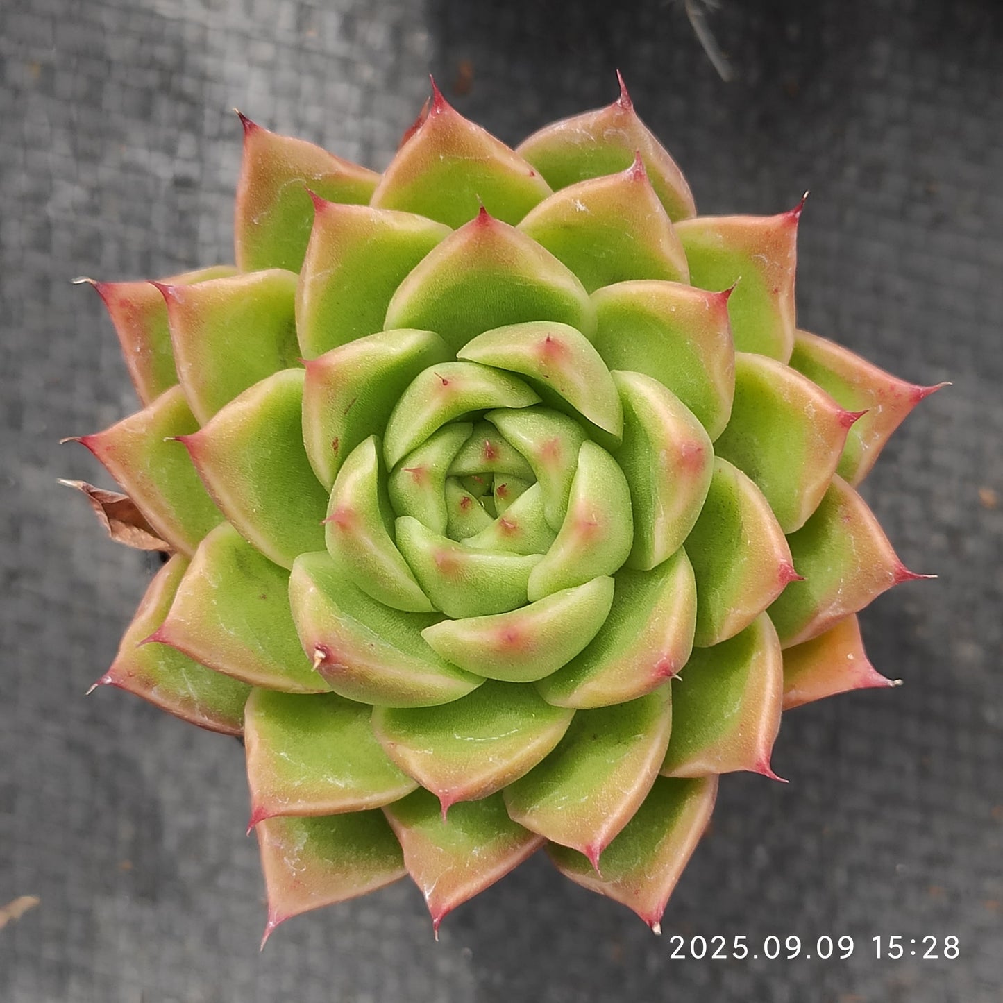 MMT457 グリーンペッパー（5.5cm pot）