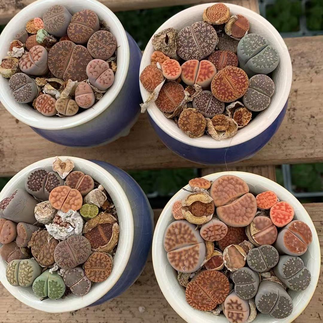 リトープス（ポット苗）（現品） – Hananogen